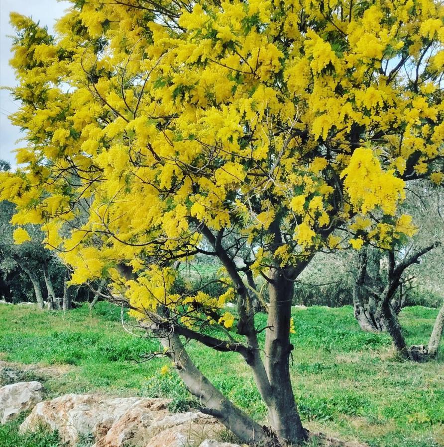 Casa Rural Cal Fuster Experience Terrades Dış mekan fotoğraf